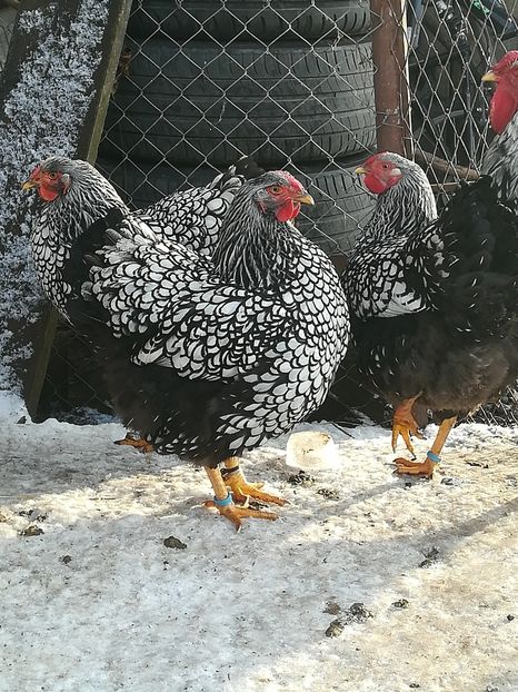  - WYANDOTTE ARGINTIU