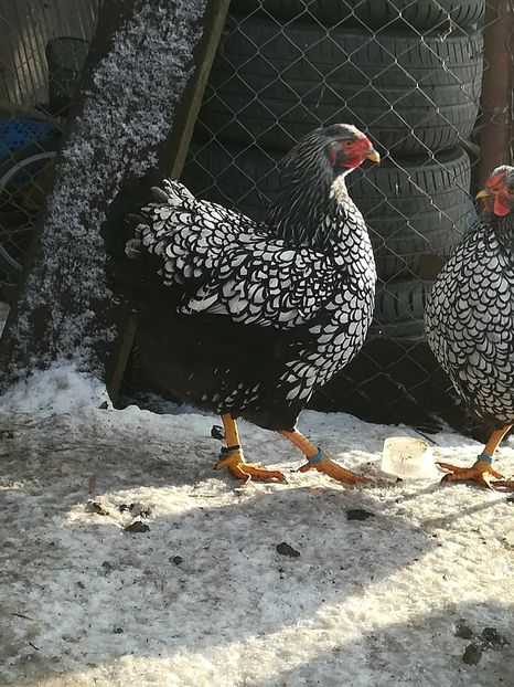  - WYANDOTTE ARGINTIU