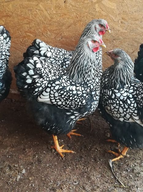  - WYANDOTTE ARGINTIU