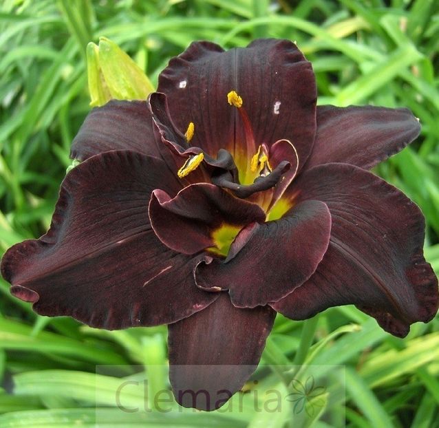 2019, hemerocallis Bogeyman - b Comenzi plante copaci 2018 2019