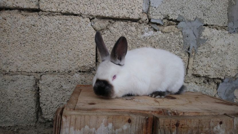 Mascul 2,5 luni - Tineret Calif