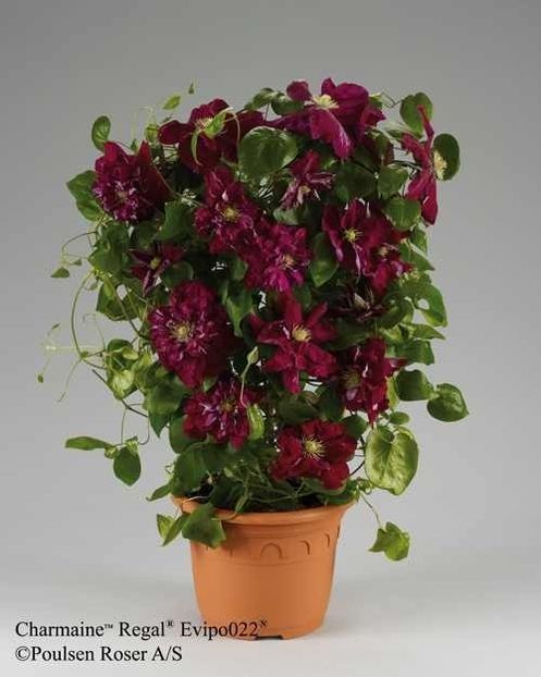 clematis Charmaine - b Comenzi plante copaci 2018 2019