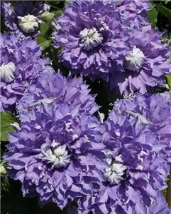 Clematis Diamantina - b Comenzi plante copaci 2018 2019