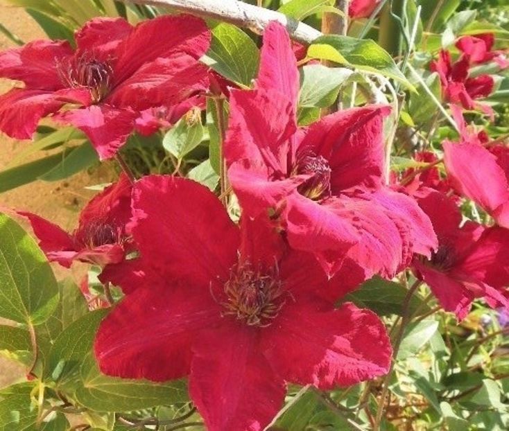 clematis Solidarnosc - b Comenzi plante copaci 2018 2019