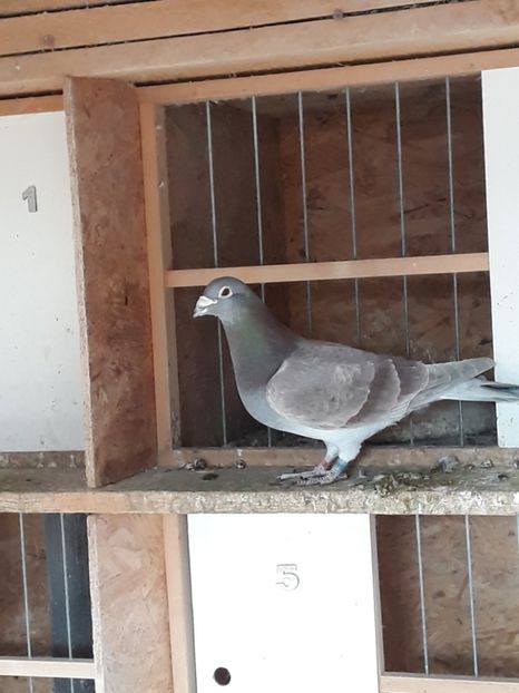 C1 M 2016 50%kipp 50%Catris Tata la loc 3 jud fond tineret - MATCA 2019