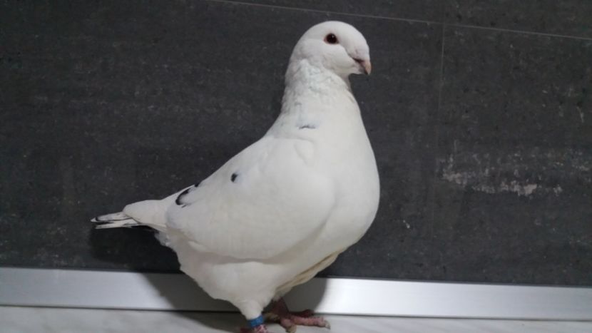 1-0 2018 - de vanzare