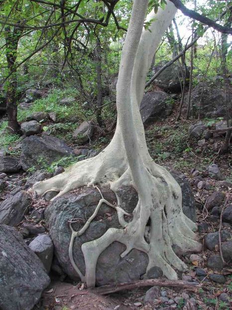 Ficus petiolaris - Whish list pentru viata urmatoare1