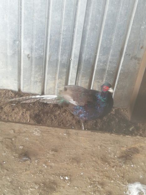  - 1 -----------FAZANI