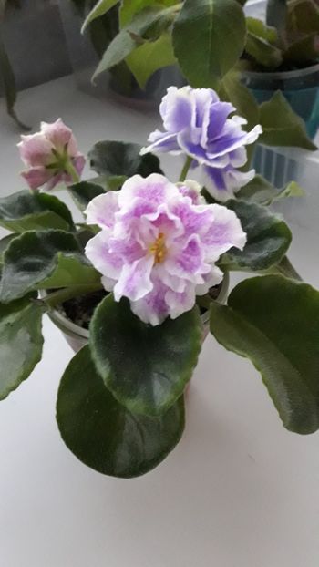 Ian 2019 - RS MANUELA