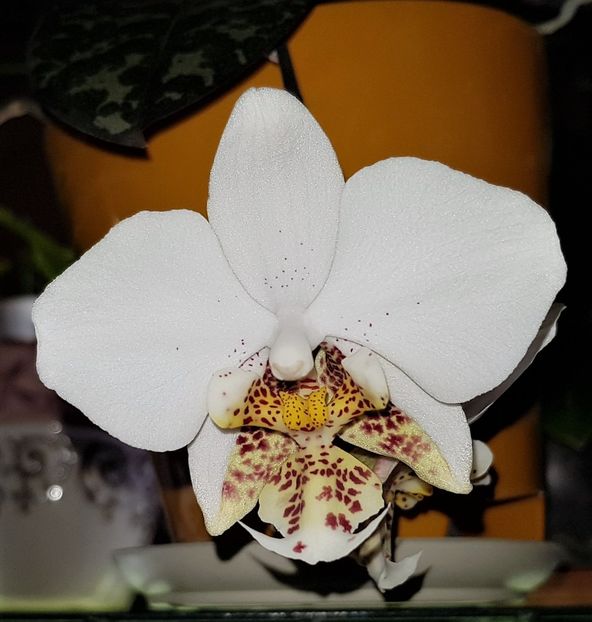  - Phalaenopsis 1