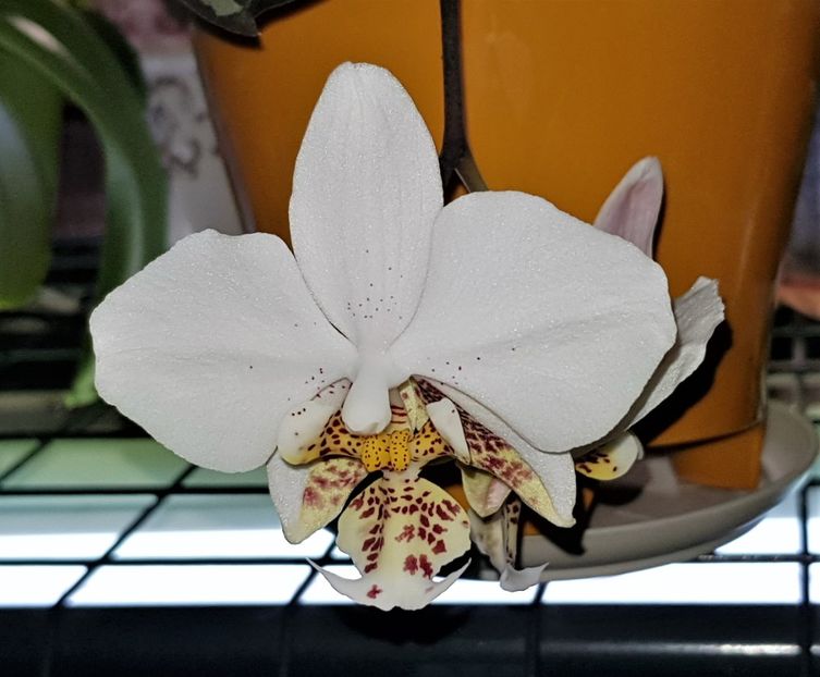  - Phalaenopsis 1