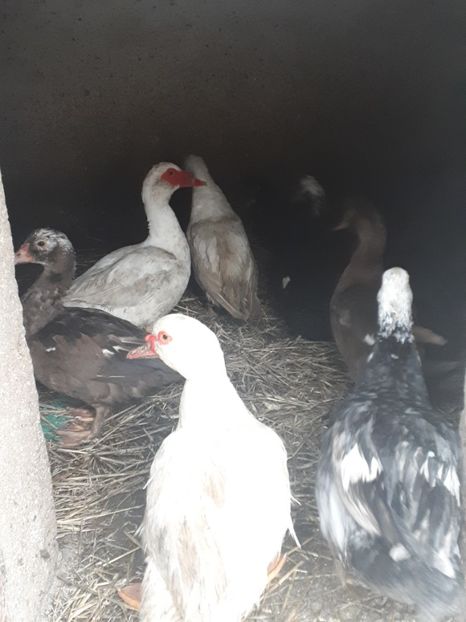  - C Rate lesesti si altele