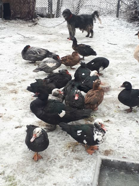  - C Rate lesesti si altele