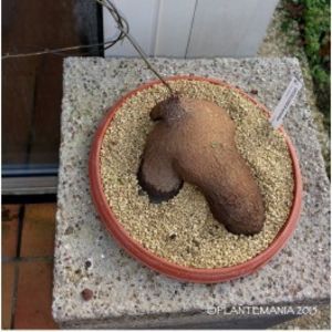 Dioscorea sylvatica - Whish list pentru viata urmatoare1