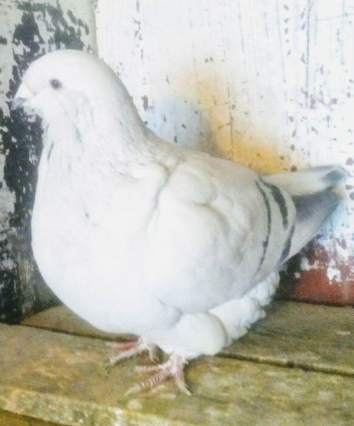  - - A - A - PRINTESA L E I A