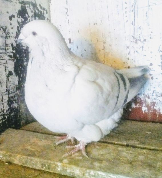  - - A - A - PRINTESA L E I A