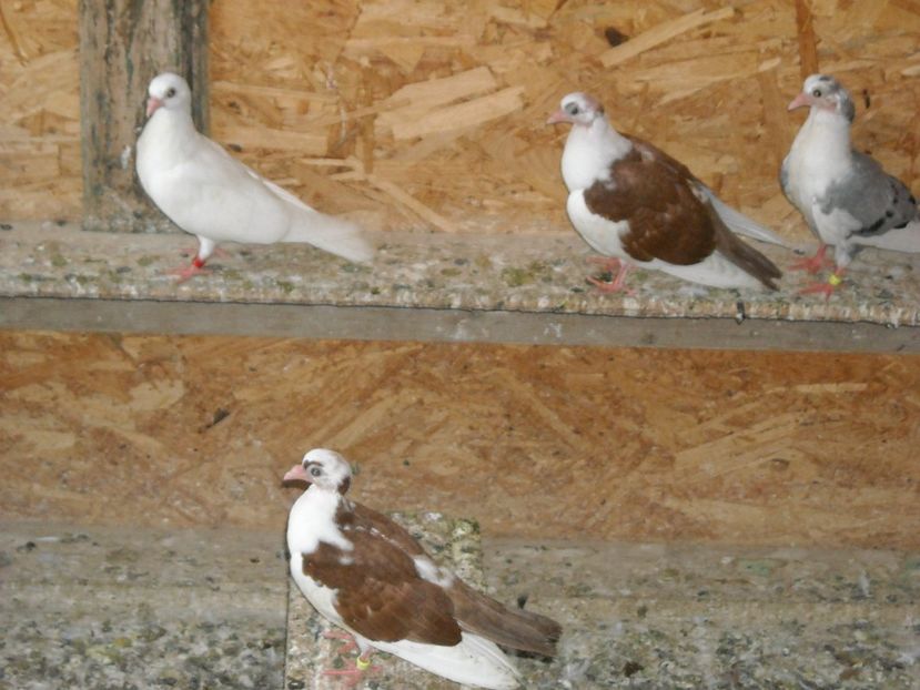  - DE PRIN PORUMBARIE