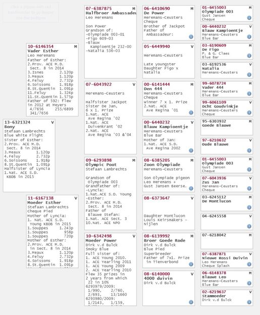 B-13-6321324 Bony pedigree - IHUS-18-149942