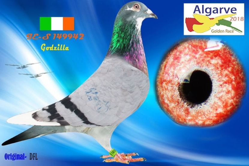 IE18-S 149942_pigeon_5985 - IHUS-18-149942