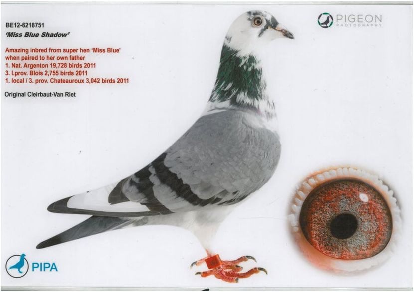 BE12-6218751-Miss-Blue-Shadow - IHUS-18-149942