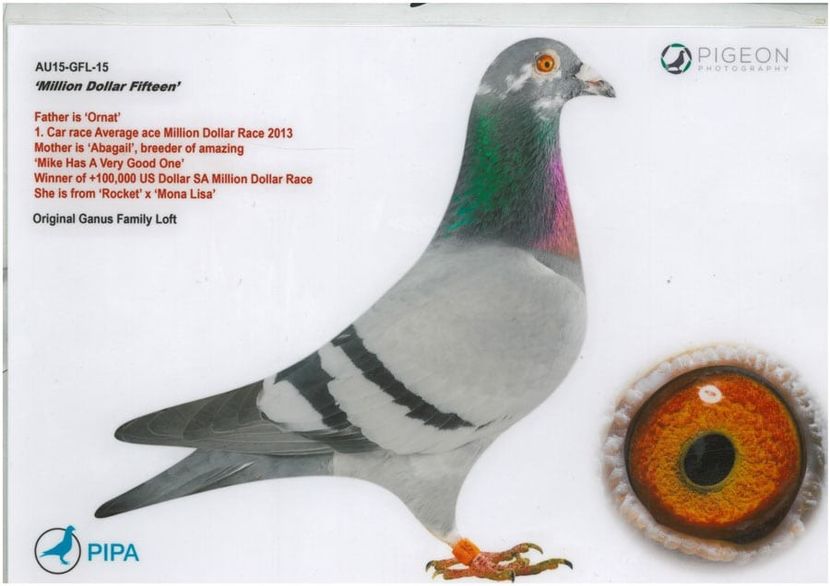 AU15-GFL-15-Million-Dollar-Fifteen - IHUS-18-149942