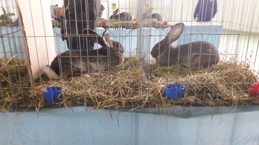  - Expo zonala Cupa Unirii 2019