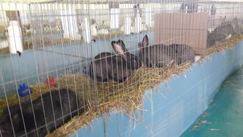  - Expo zonala Cupa Unirii 2019