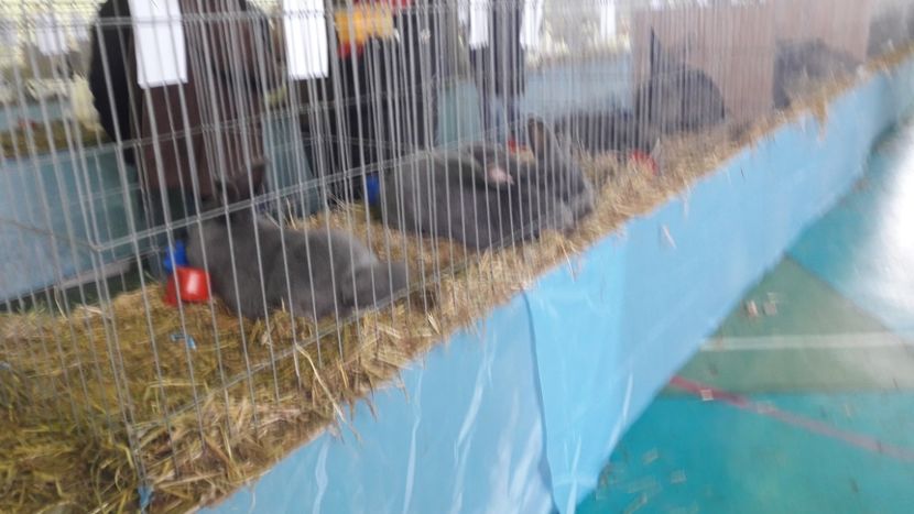  - Expo zonala Cupa Unirii 2019