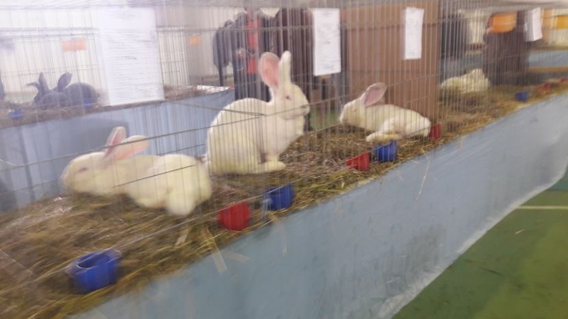  - Expo zonala Cupa Unirii 2019