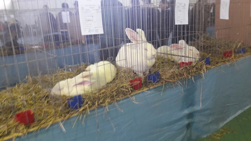  - Expo zonala Cupa Unirii 2019