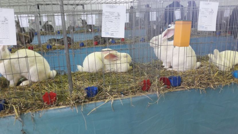  - Expo zonala Cupa Unirii 2019