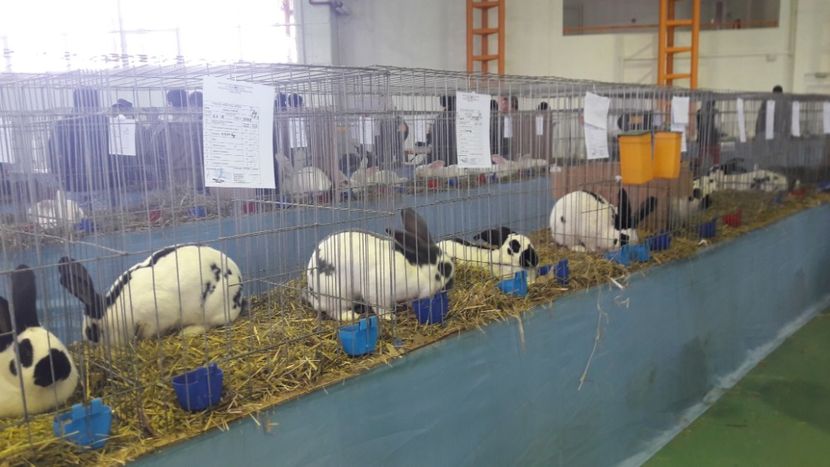  - Expo zonala Cupa Unirii 2019