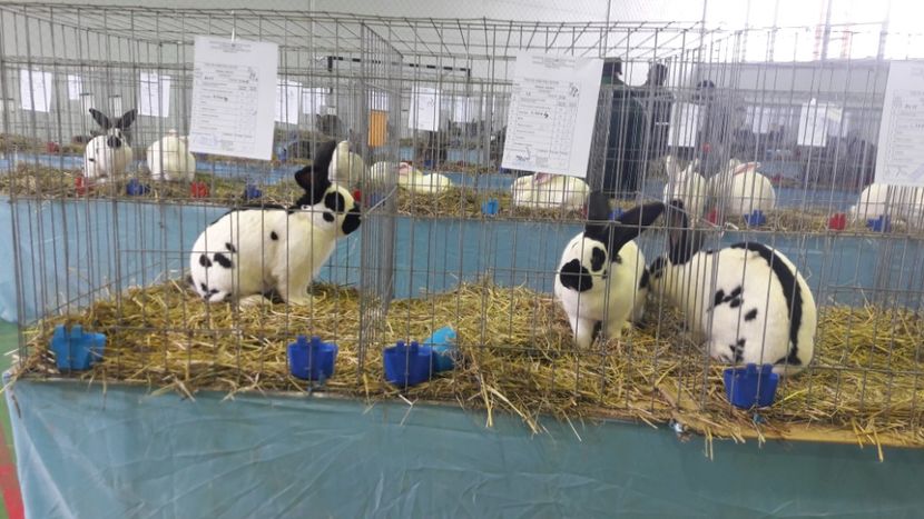  - Expo zonala Cupa Unirii 2019