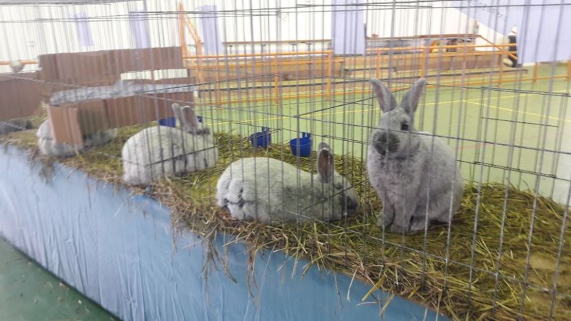  - Expo zonala Cupa Unirii 2019