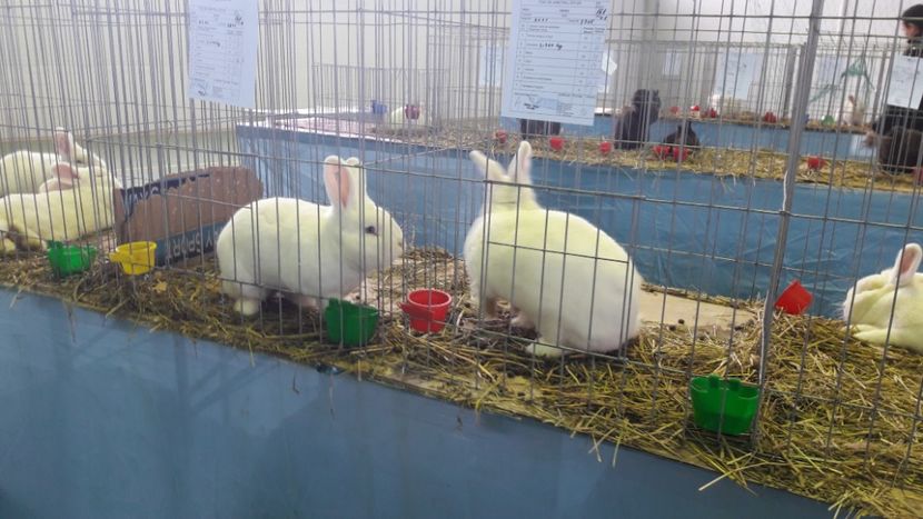  - Expo zonala Cupa Unirii 2019