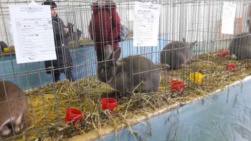  - Expo zonala Cupa Unirii 2019