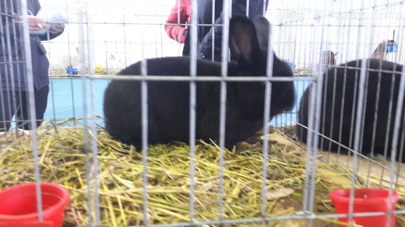  - Expo zonala Cupa Unirii 2019