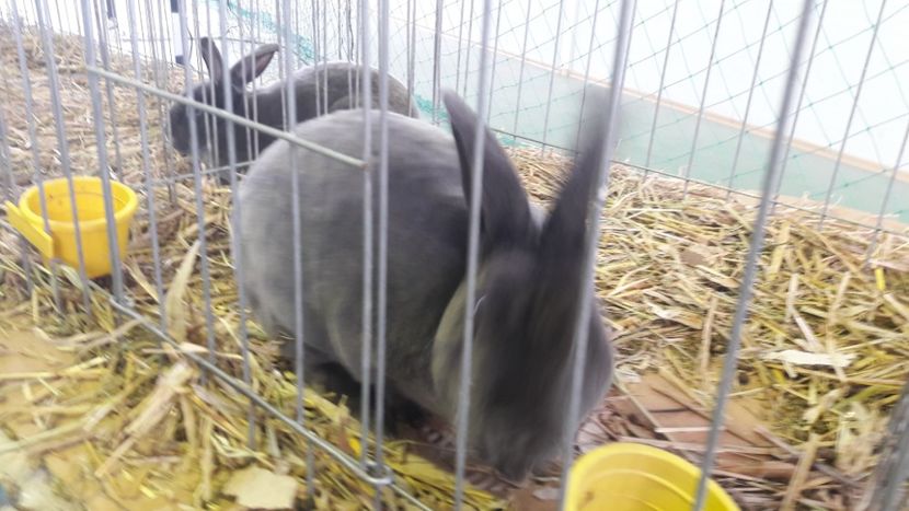  - Expo zonala Cupa Unirii 2019