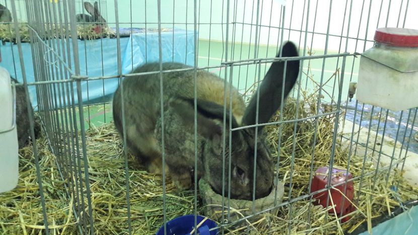  - Expo zonala Cupa Unirii 2019