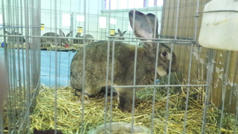  - Expo zonala Cupa Unirii 2019