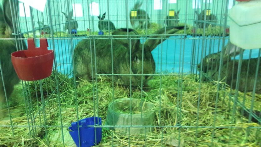  - Expo zonala Cupa Unirii 2019