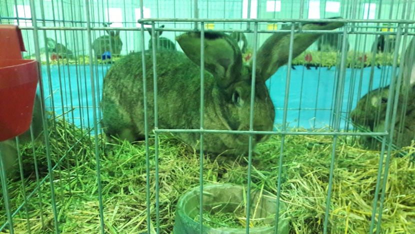  - Expo zonala Cupa Unirii 2019