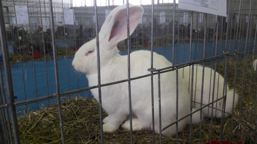  - Expo zonala Cupa Unirii 2019