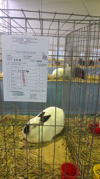 received_368678310380651 - Expo zonala Cupa Unirii 2019