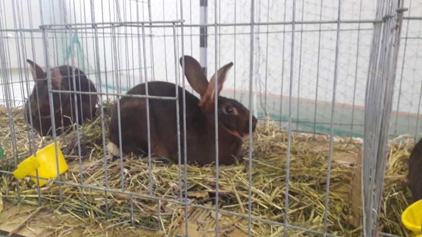  - Expo zonala Cupa Unirii 2019