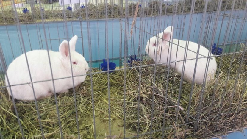  - Expo zonala Cupa Unirii 2019