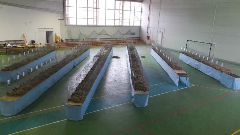  - Expo zonala Cupa Unirii 2019