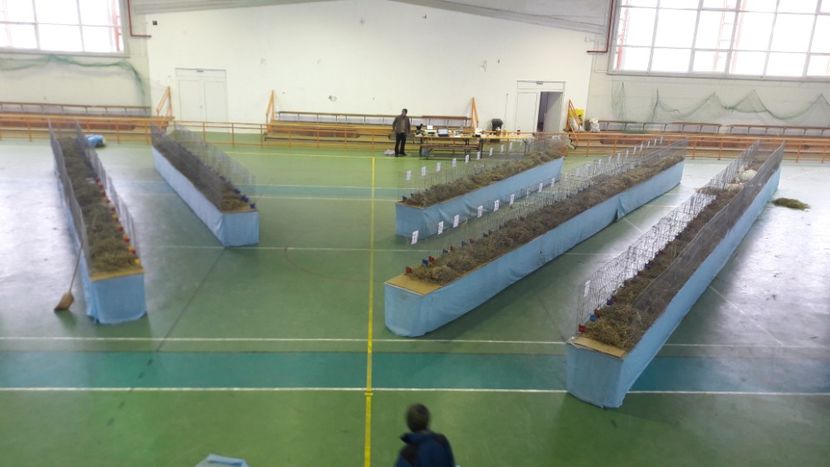  - Expo zonala Cupa Unirii 2019