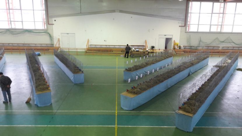  - Expo zonala Cupa Unirii 2019