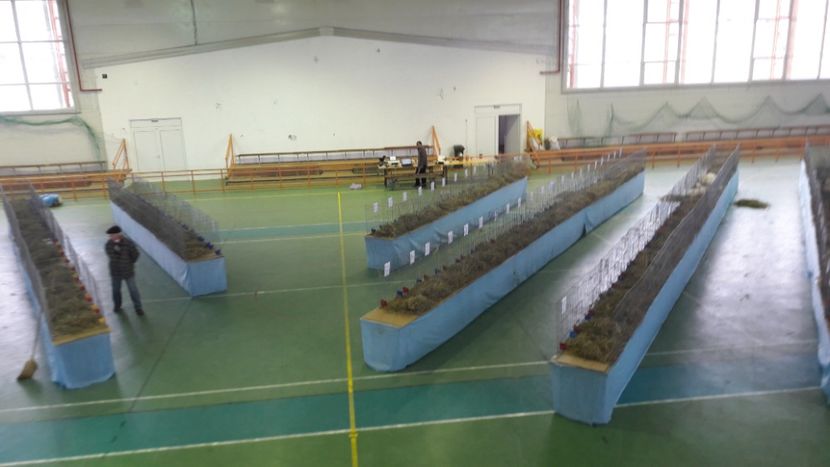  - Expo zonala Cupa Unirii 2019